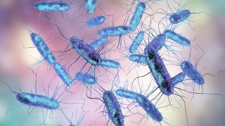 Salmonellen: 3D-Bild von Salmonellenvergiftung auslösenden Bakterien (Bild: imago/agefotostock)