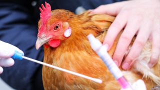 Symbolbild:Ein Testset fuer einen Abstrich zur Untersuchung auf Vogelgrippe wird von einer Hand mit Gummihandschuhen gehalten, im Hintergrund haelt eine weitere Person ein Huhn..(Quelle:dpa/Fotostand)